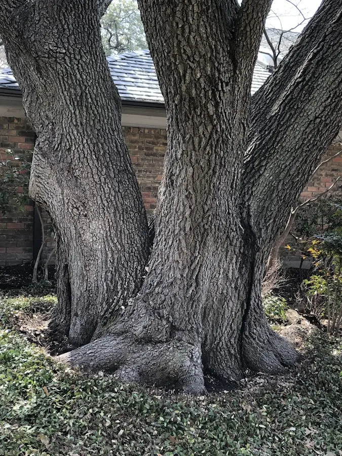 Mature heritage tree close to a Bylas property cared for by certified arborists