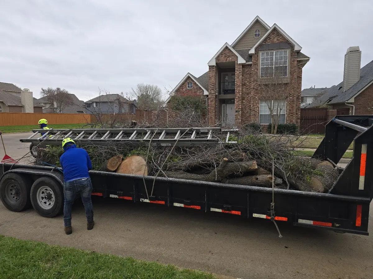 Expert Tree Pest Control with proper safety equipment in Bylas